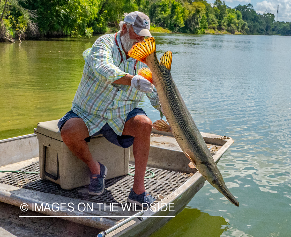 Flyfisherman with Alligator gar.