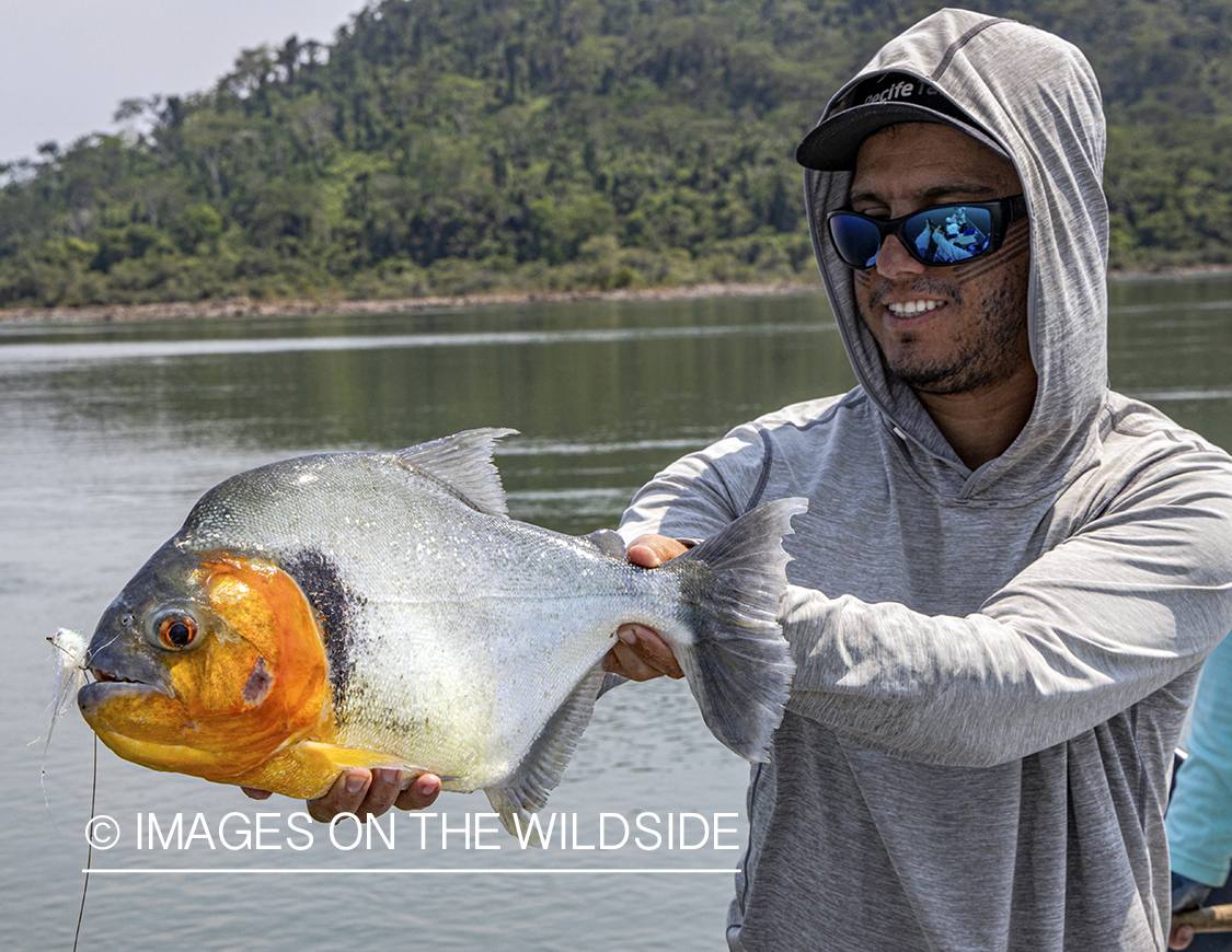 Flyfisherman with piranha on Amazon River in Venezuela.