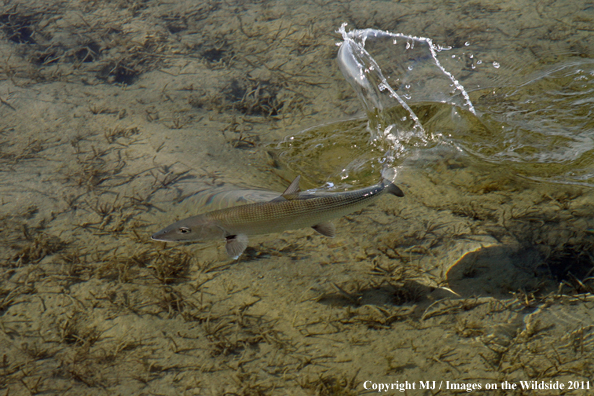 Bonefish in habitat. 