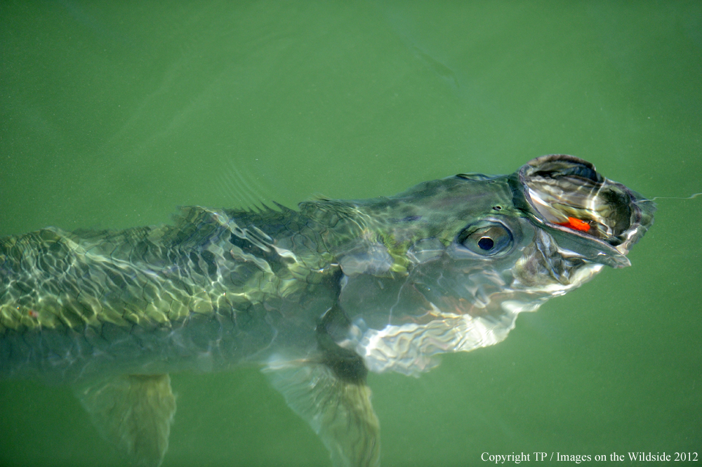 Hooked Tarpon. 