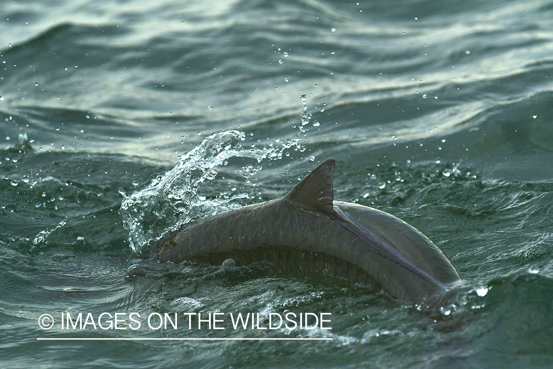 Tarpon rolling in Florida Keys.