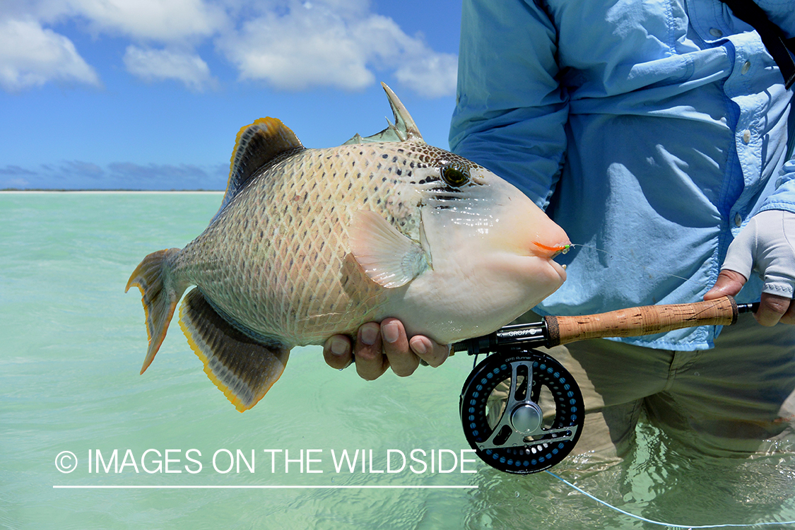 Saltwater flyfisherman releasing triggerfish, Christmas Island.