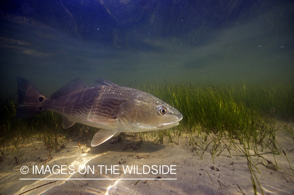 Redfish underwater