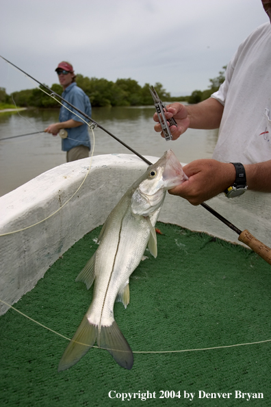 Flyfisherman w/snook