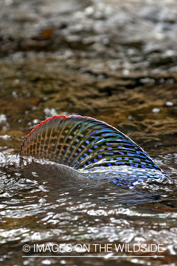 Spawning Grayling. 