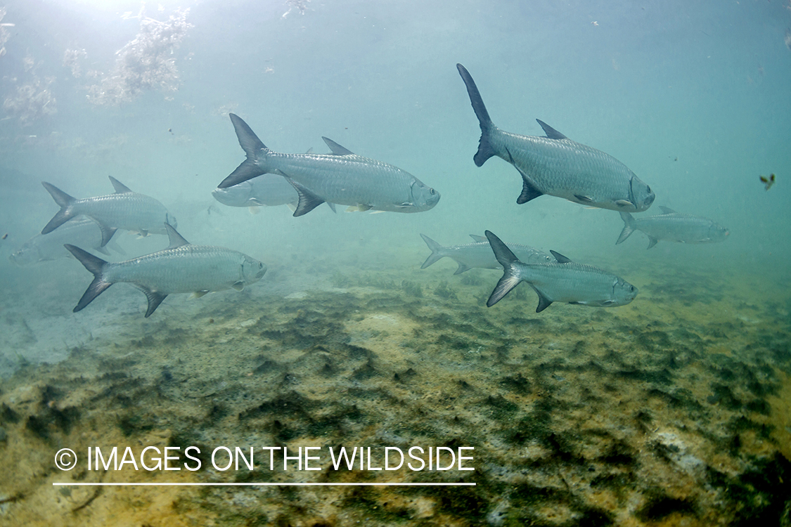 Tarpon underwater.