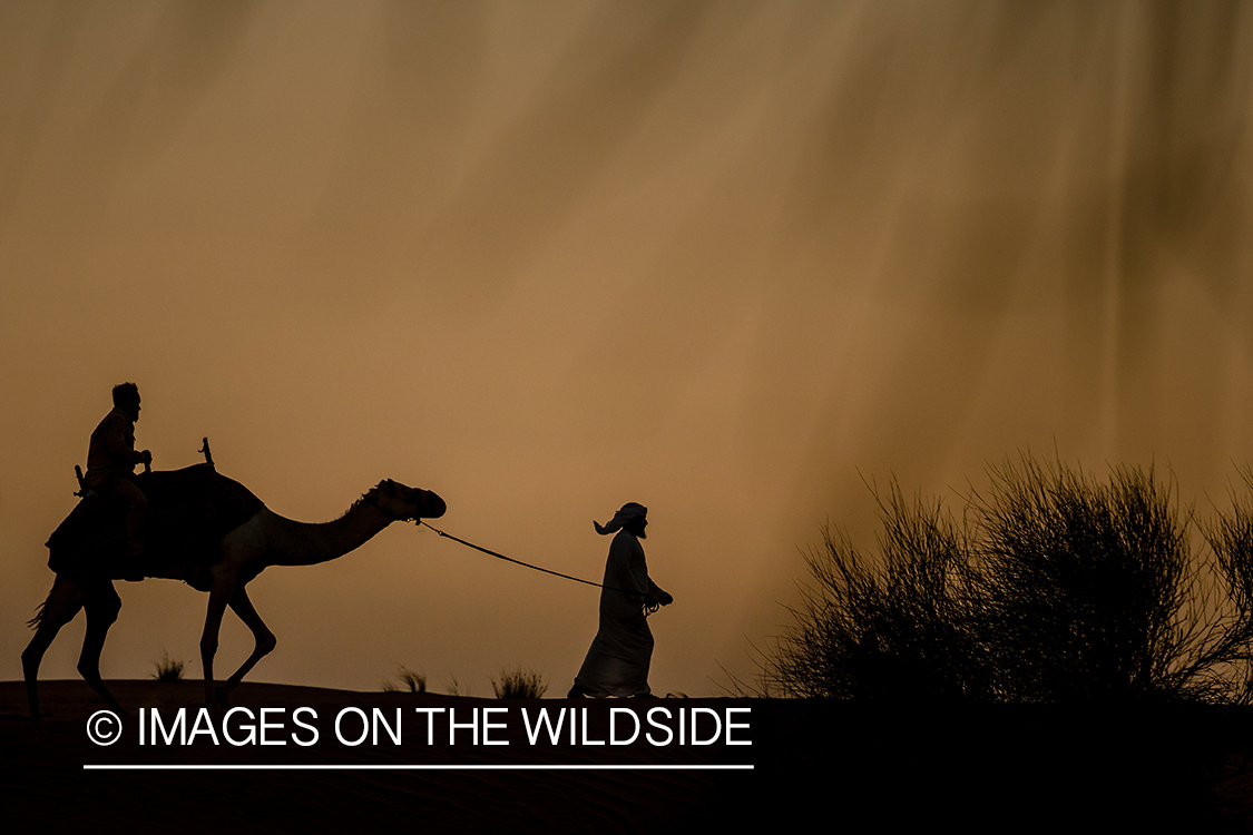 Leading string of camels over sand dunes.