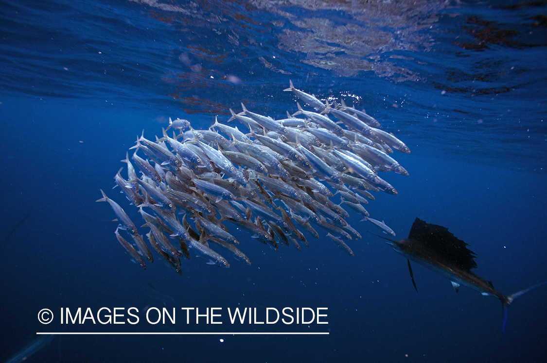 Sailfish attacking school, (bait ball), of bait fish. 