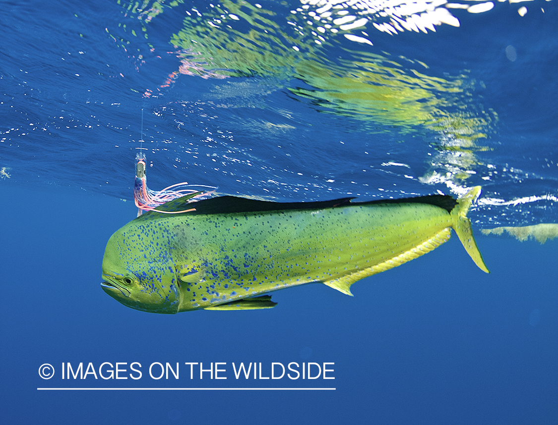 Deep sea fishing with dorado on line.