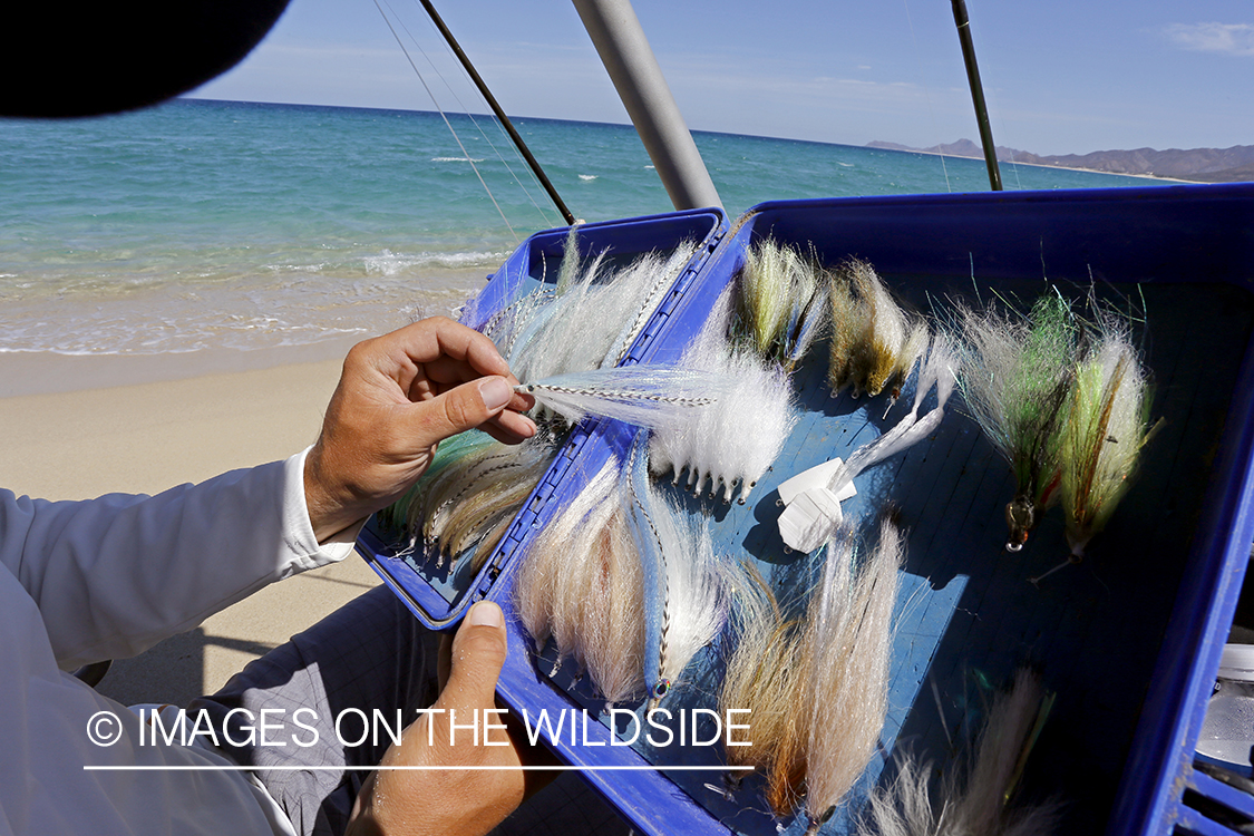 Chasing roosterfish on Baja Peninsula, Mexico.