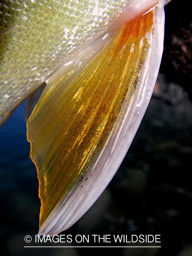 Trout fin.