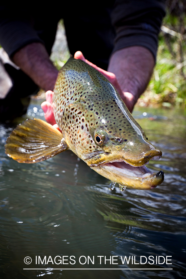 Brown trout.