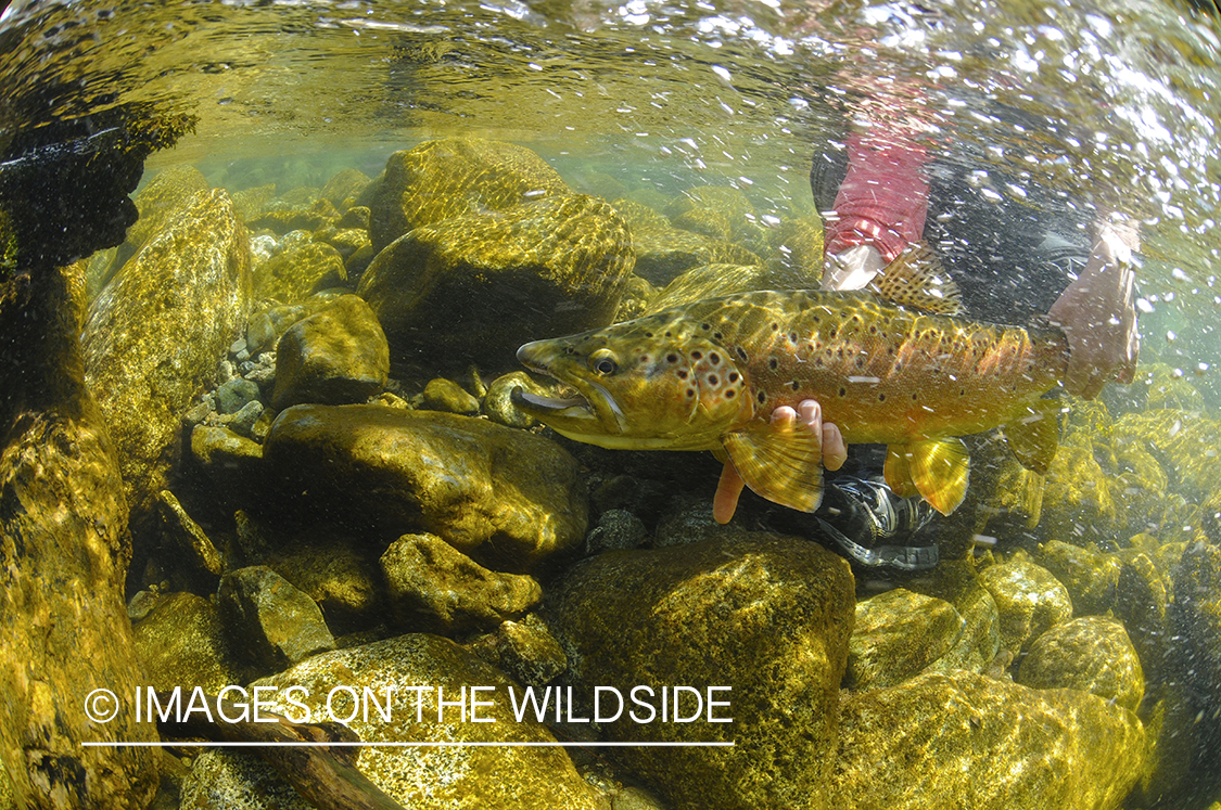 Brown trout in river in chile.