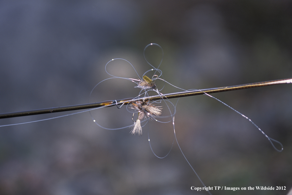 Fly Fishing with tangled flies.