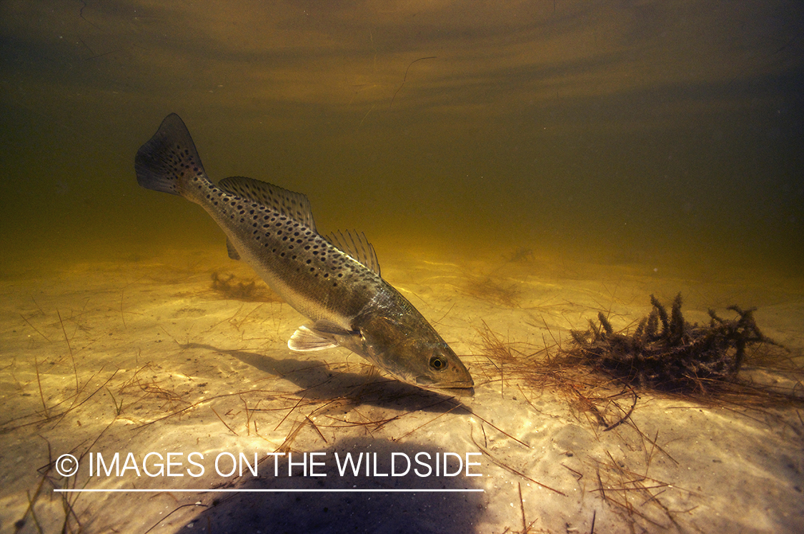 Sea Trout in habitat.