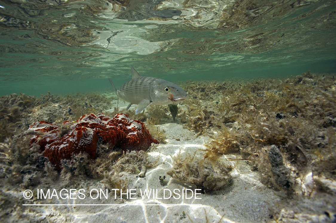 Bonefish underwater