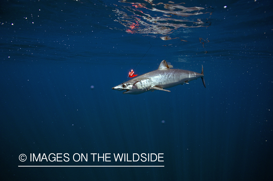 Shark on line while deep sea fishing.