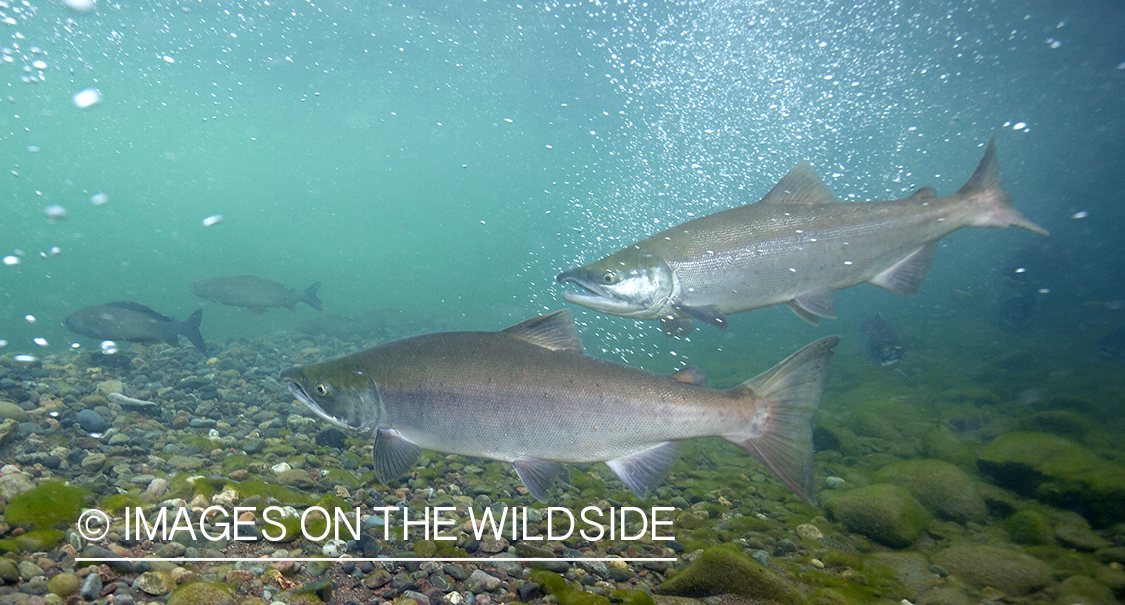 Sockeye Salmon. 