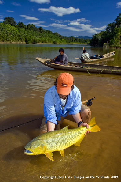 Flyfisherman holding a Golden Dorado