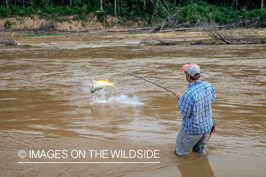 Flyfishing for Golden Dorado in Bolivia.