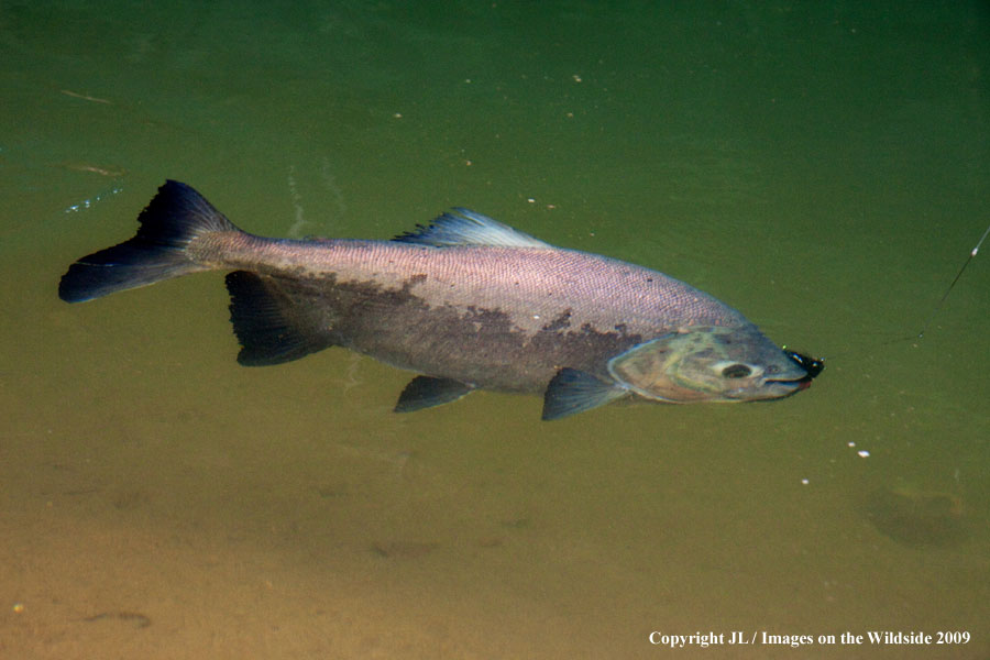 Pacu in water.