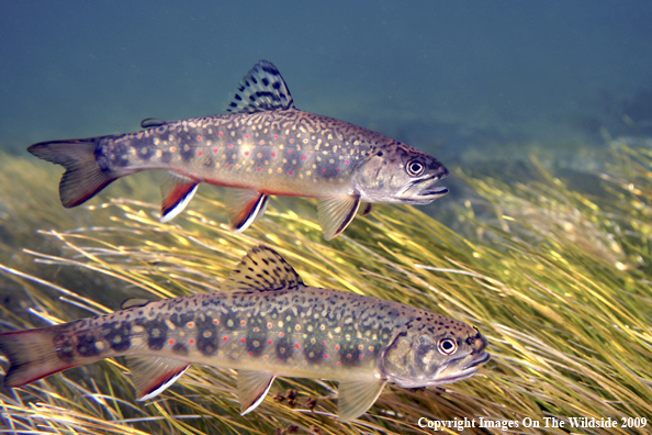 Brook Trout