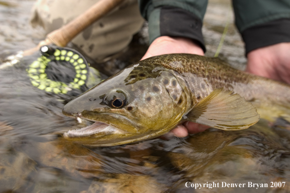 Close-up of brown trout.