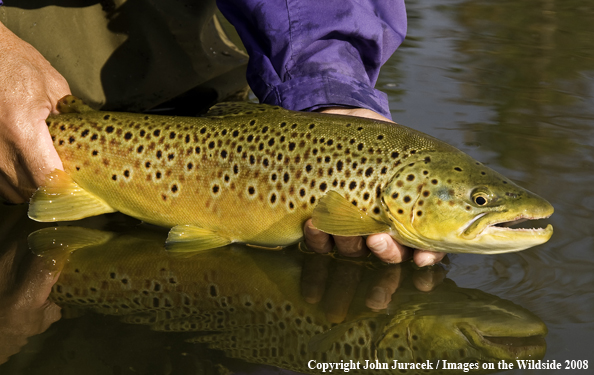 Large Brown Trout