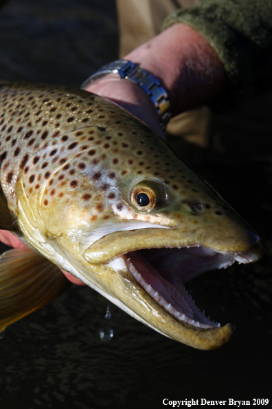 Large male brown trout