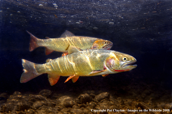 Cutthroat Trout