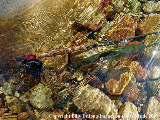 Underwater rainbow trout 