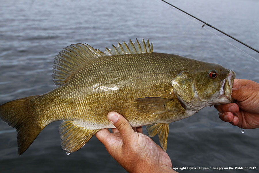 Fisherman with smallmouth bass.