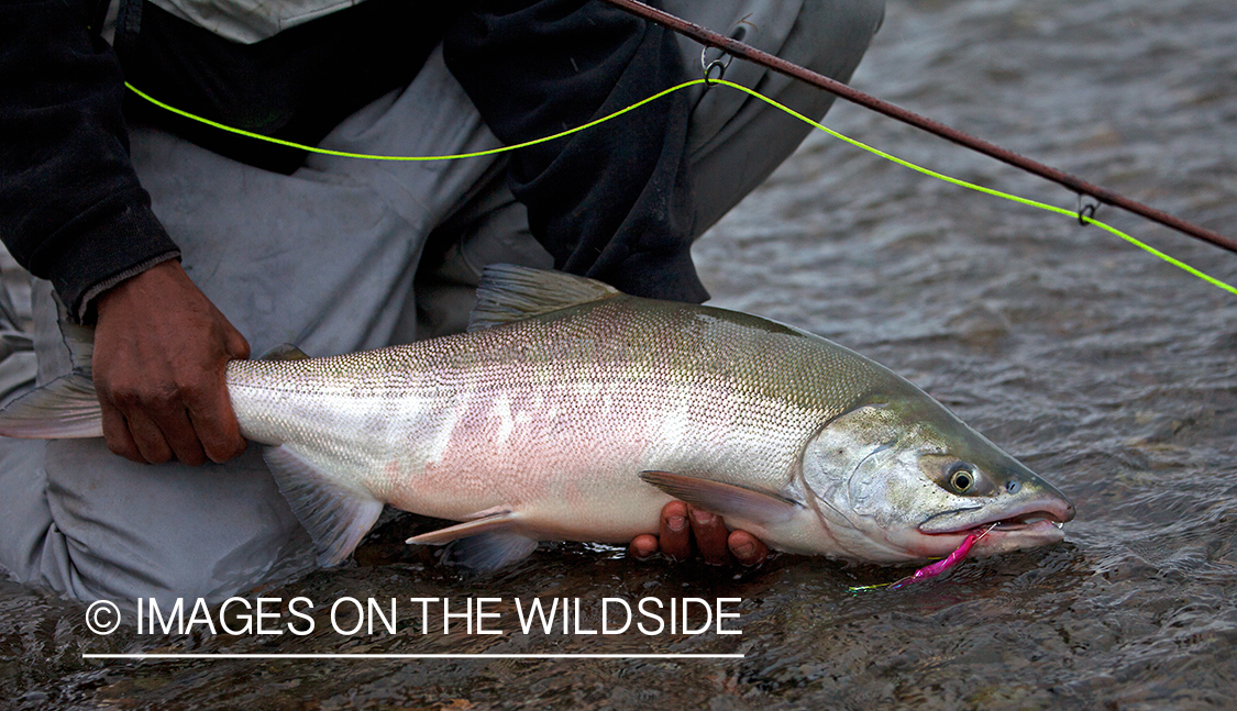 Flyfisherman with Alaskan Chum Salmon. (Bristol Bay, Alaska)