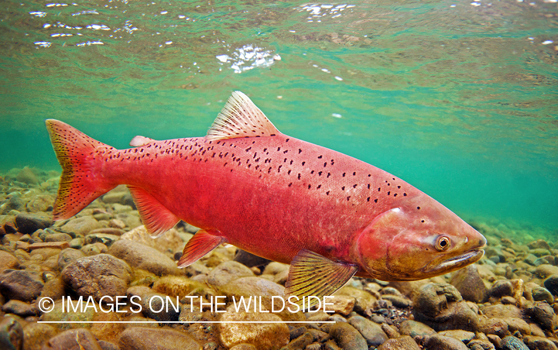 Alaskan King Salmon (Bristol Bay, Alaska)