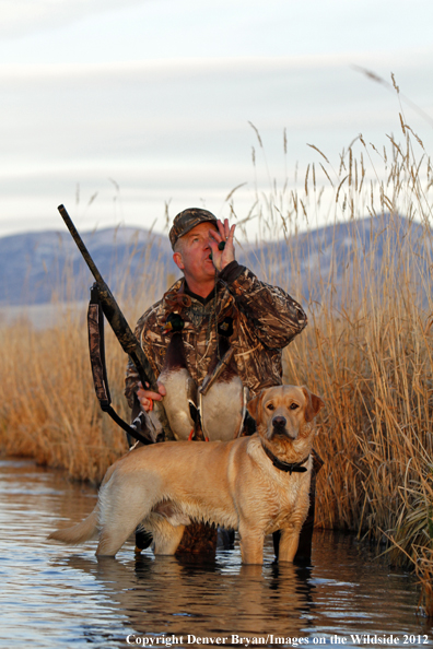 Duck hunter calling mallards with yellow labrador retriever. 