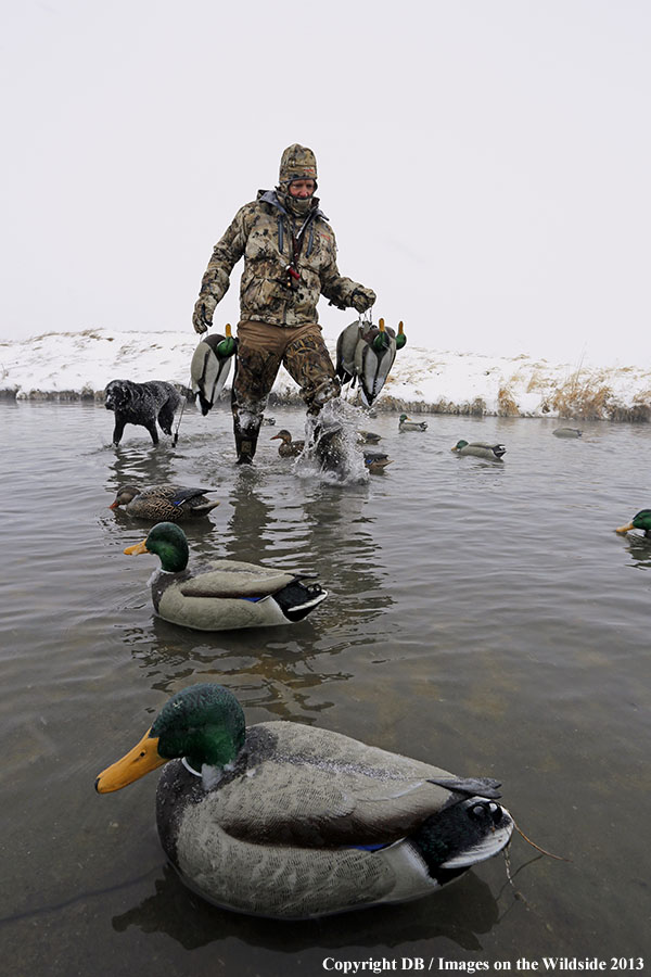 Waterfowl hunter setting decoys.