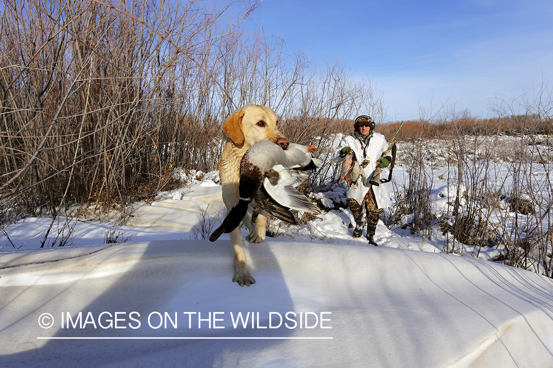 Waterfowl hunter and yellow labrador with bagged mallards in field.