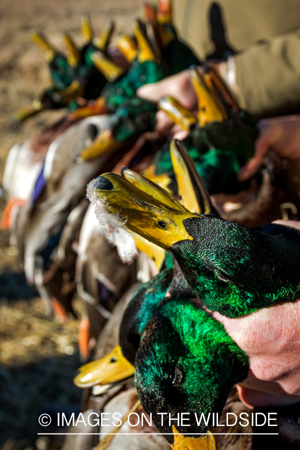 Bagged mallard ducks.