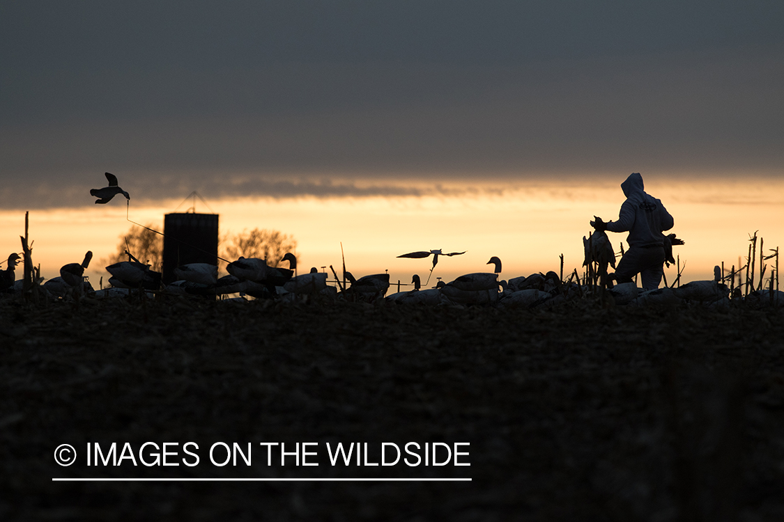 Hunters in field with decoys at sunset.