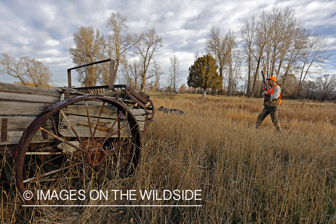 Upland game bird hunter in field with Griffon Pointer.