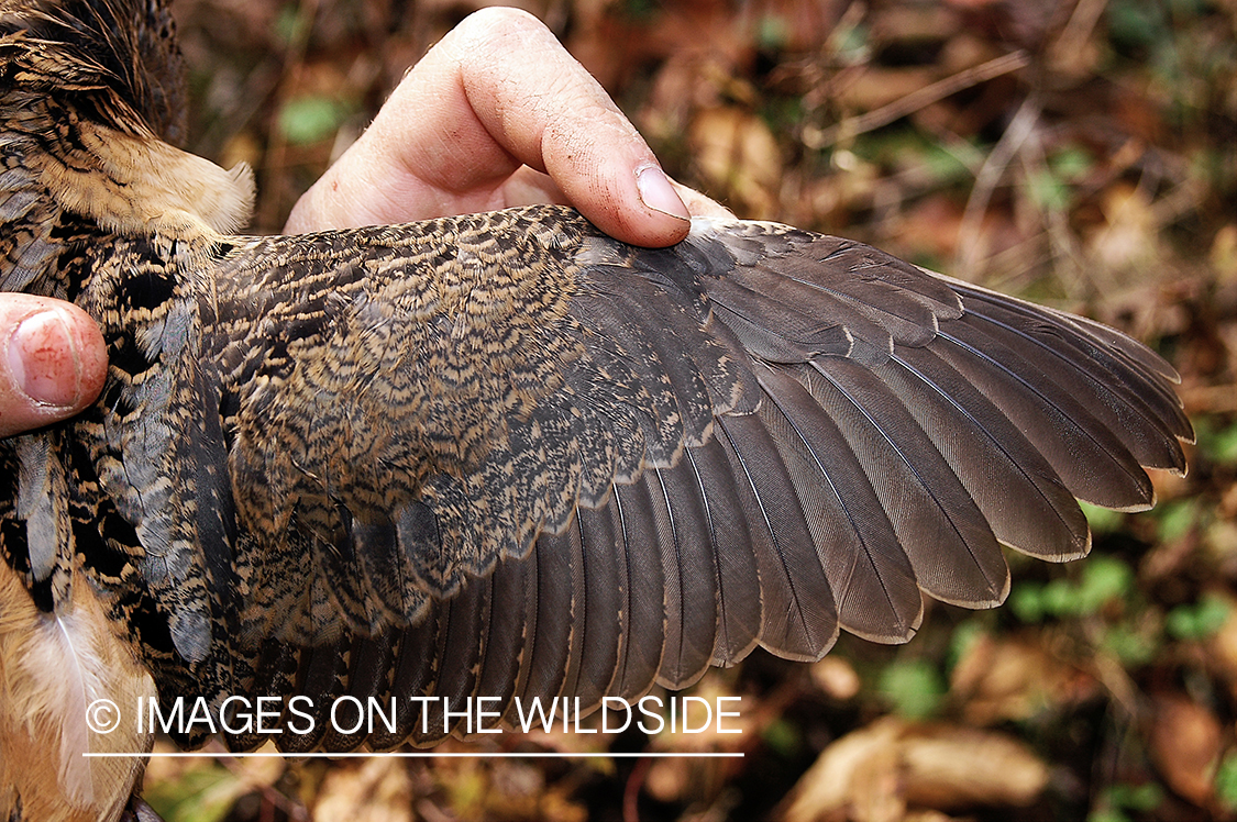 Hunter holding bagged Woodcock.