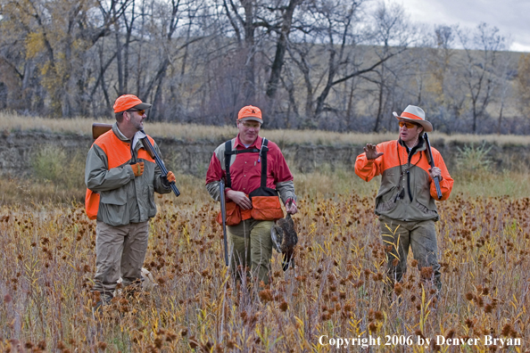 Upland hunters in field with bagged ring-necked pheasant.