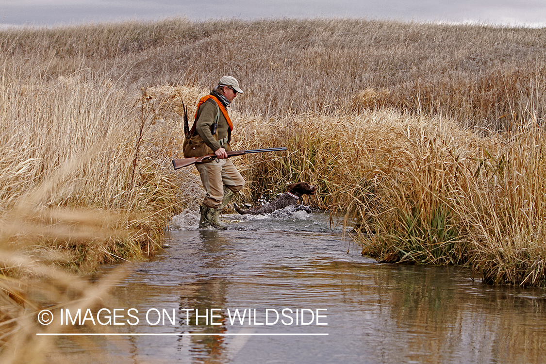 Pheasant hunter in field. 