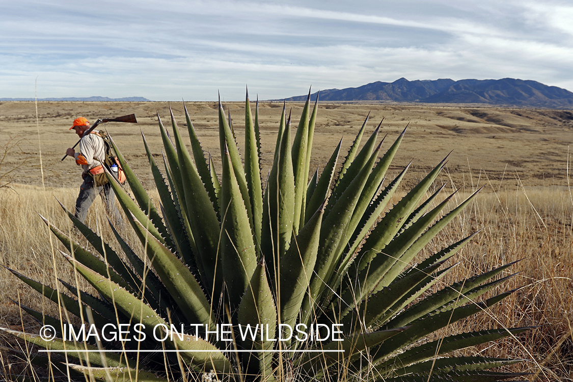 Mearns quail hunting.