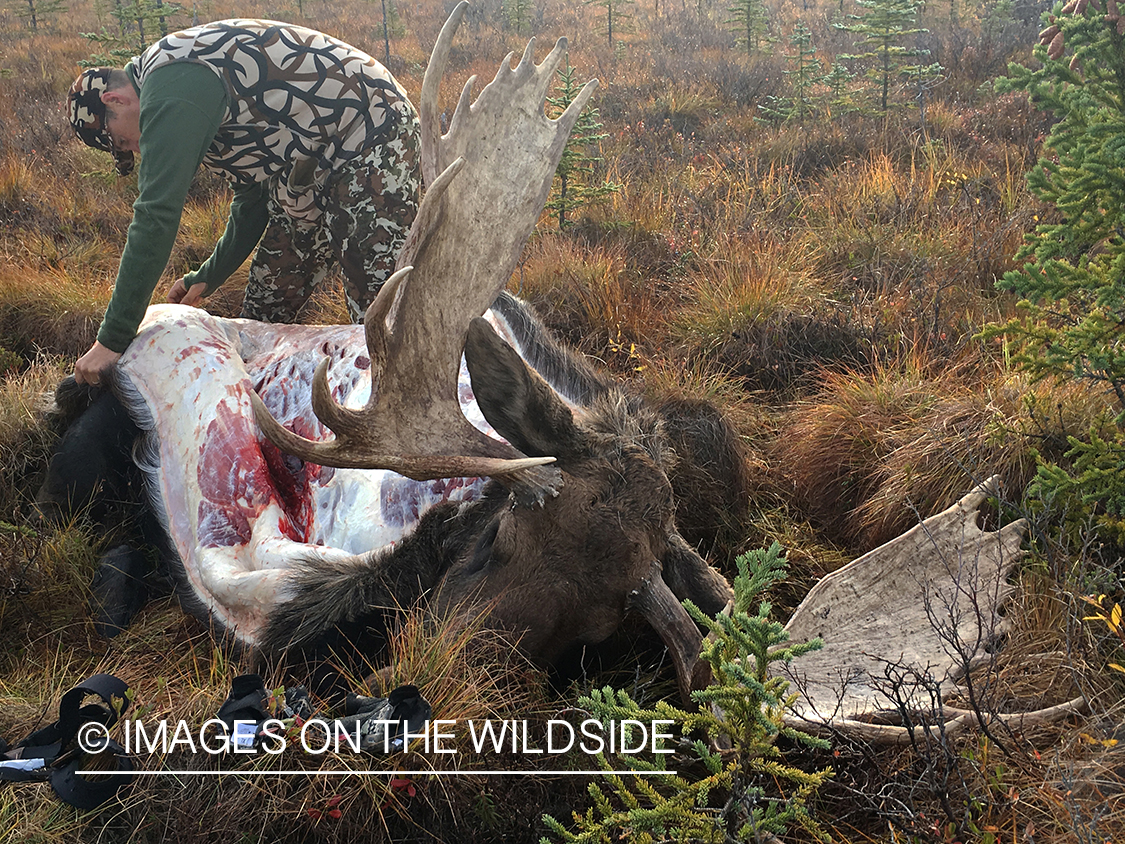 Hunter butchering Alaskan moose in field. 