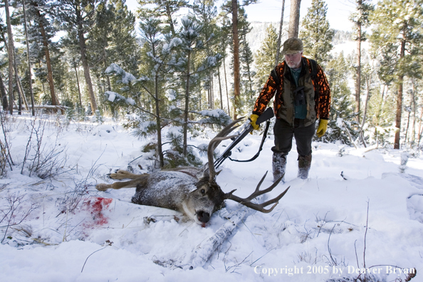 Mule deer hunter checking to see if downed buck is alive.