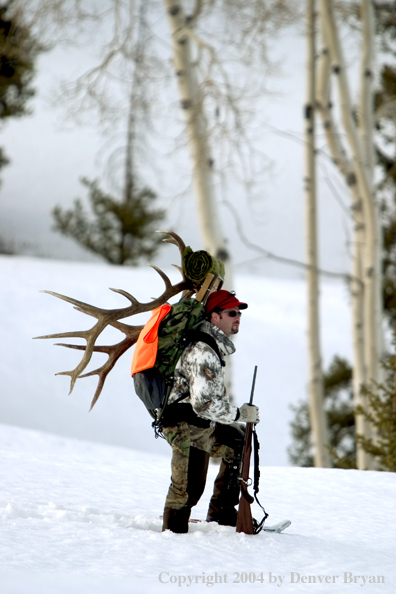 Big game hunter packing elk rack out on snowshoes.