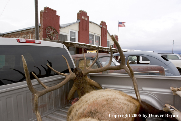 Field dressed bull elk in back of truck.