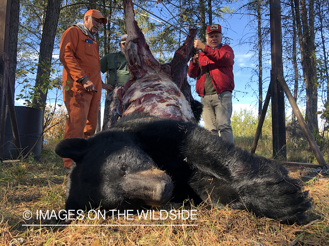 Hunters with bagged black bear.