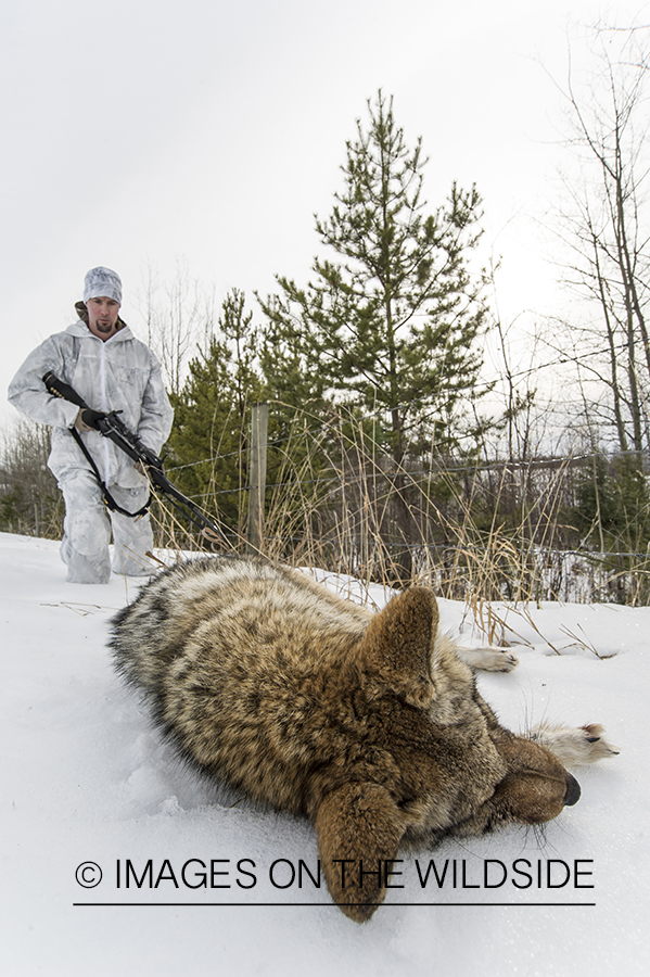 Predator hunter approaching downed coyote in snow covered field.